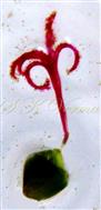  Pistil